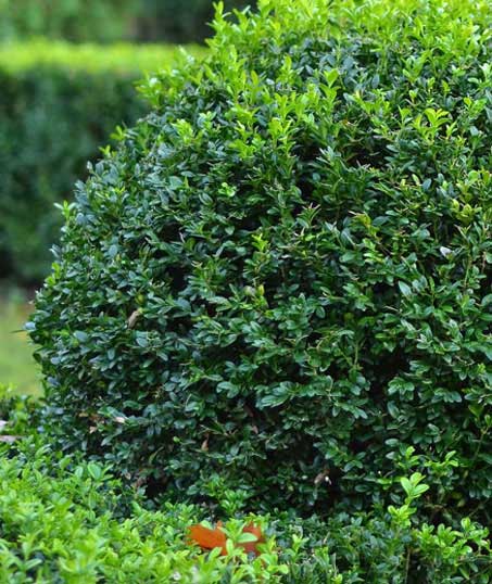 A Martinez Lawn Care And Landscaping Services Corp Shrubs & Hedges